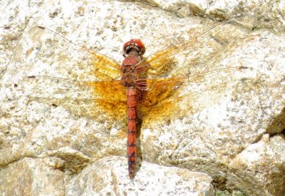 Red Rock Skimmer