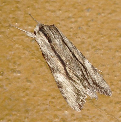 Obscure Sphinx Moth