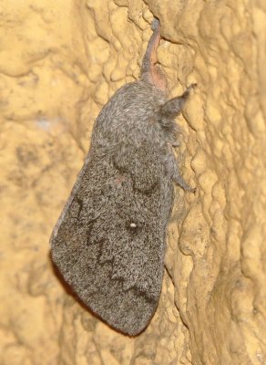 Hubbard's Silk Moth