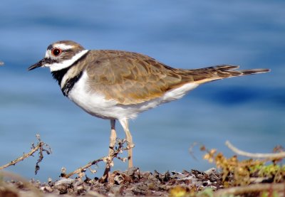 Killdeer