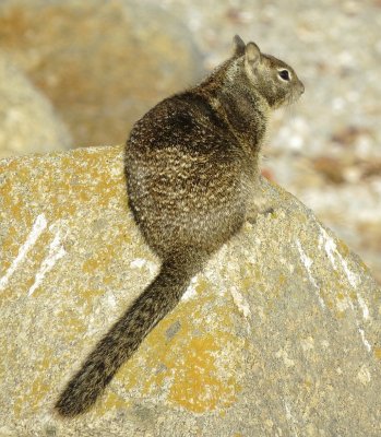 California Ground Squirrel