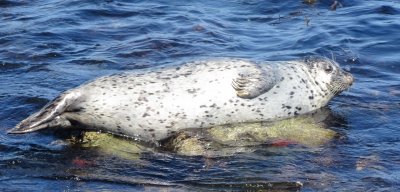 Harbor Seal