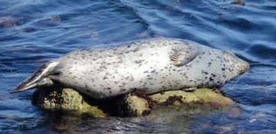 Harbor Seal