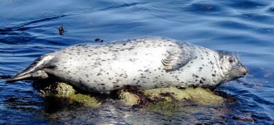 Harbor Seal