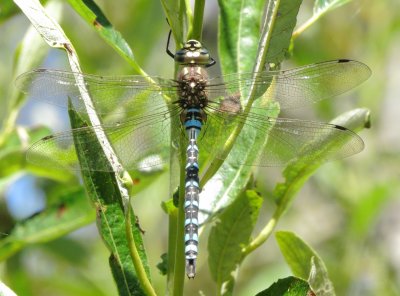 Paddle-Tailed Darner