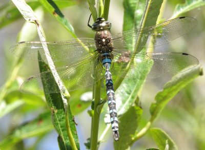 Paddle-Tailed Darner