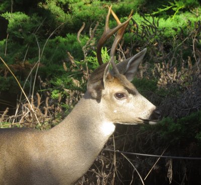 Mule Deer