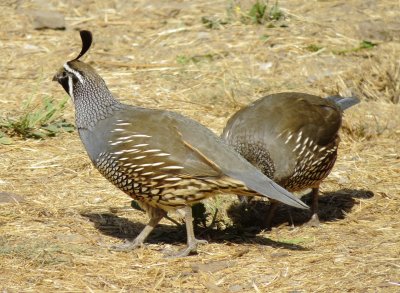 California Quail