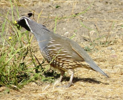 California Quail