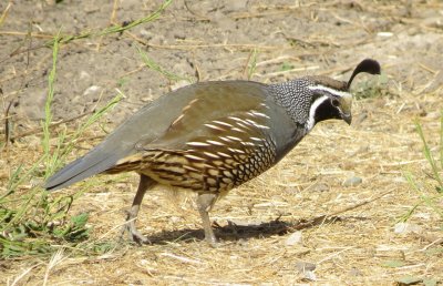 California Quail