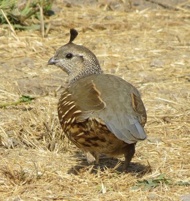 California Quail