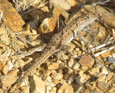 Common Side-Blotched Lizard