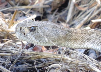 Western Diamondback Rattlesnake