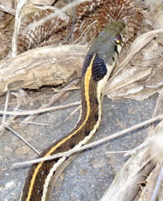 Black-Necked Gartersnake