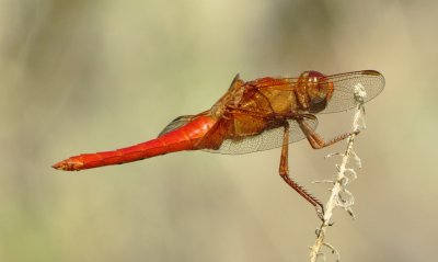 Neon Skimmer