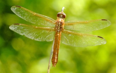 Neon Skimmer