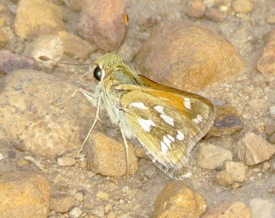 Hesperia Species