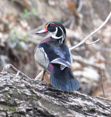 Wood Duck