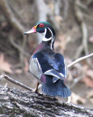 Wood Duck