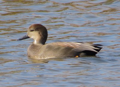 Gadwall