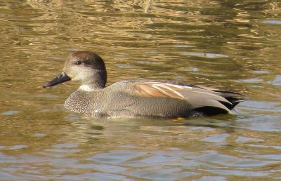 Gadwall