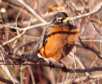 American Robin