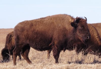 American Bison