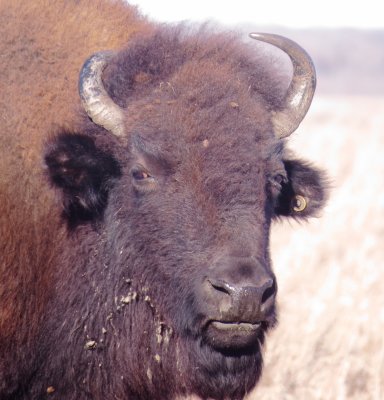 American Bison