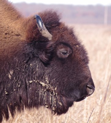 American Bison