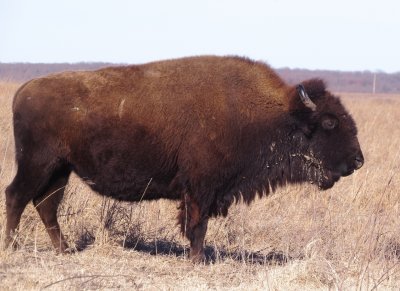 American Bison