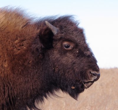 American Bison