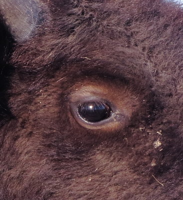 American Bison
