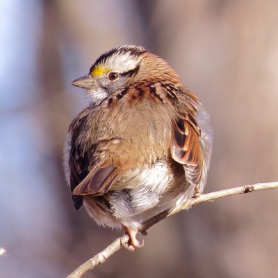 White-Throated Sparrow