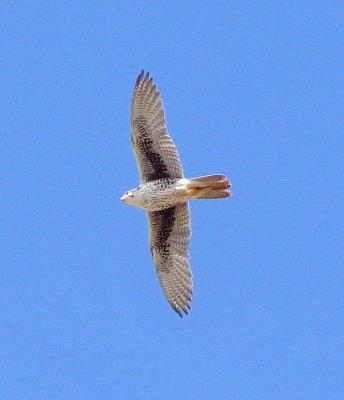 Prairie Falcon
