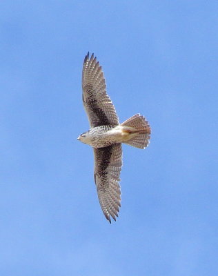 Prairie Falcon