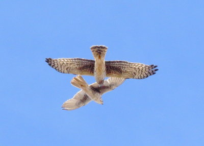 Prairie Falcon and Northern Harrier