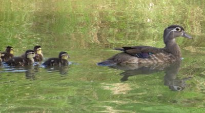 Wood Duck