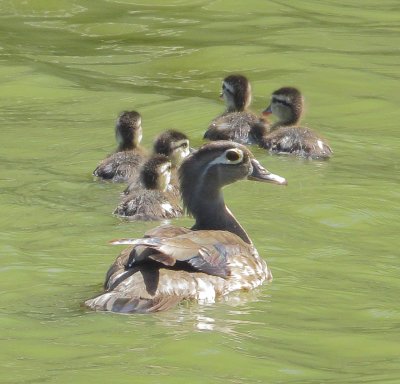Wood Duck