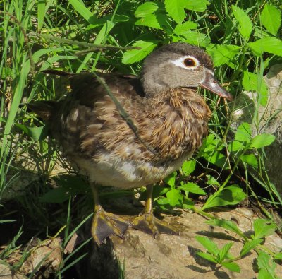 Wood Duck
