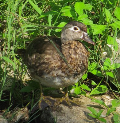 Wood Duck