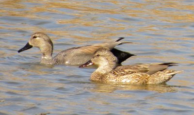 Gadwall