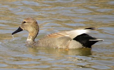 Gadwall