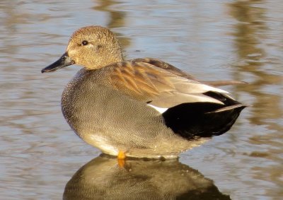 Gadwall