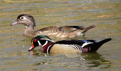 Wood Duck