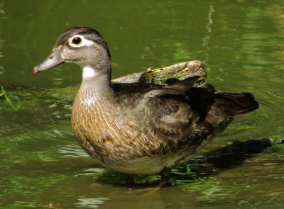 Wood Duck