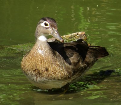 Wood Duck