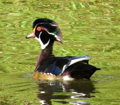 Wood Duck