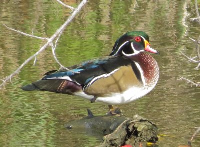 Wood Duck