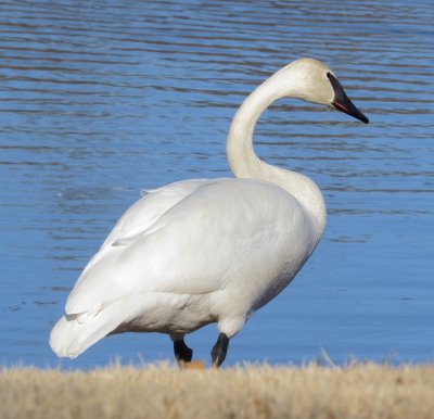 Trumpeter Swan