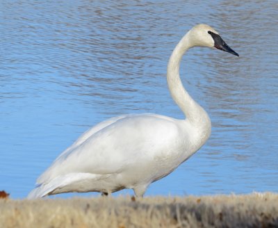 Trumpeter Swan